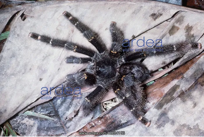: Bird-eating / Tarantula spider : Bird-eating / Tarantula spider