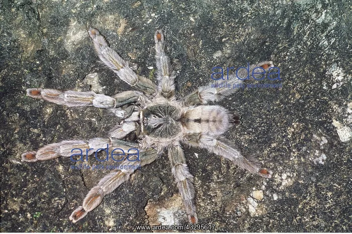 : Bird-eating / Tarantula Spider : Bird-eating / Tarantula Spider