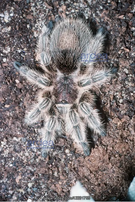 : BIRD-EATING / Tarantula SPIDER - close up : BIRD-EATING / Tarantula SPIDER - close up