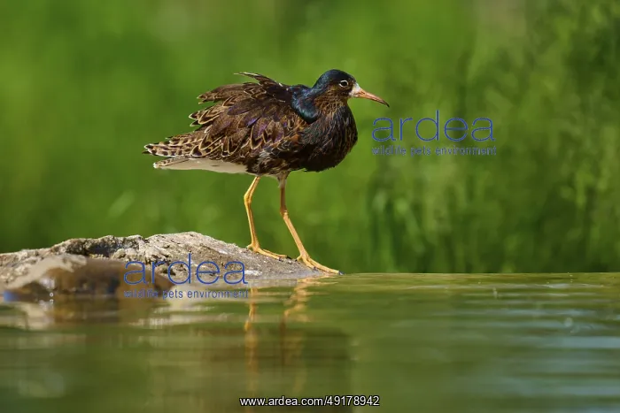 : Bird at the edge of a pond on a stone : Bird at the edge of a pond on a stone
