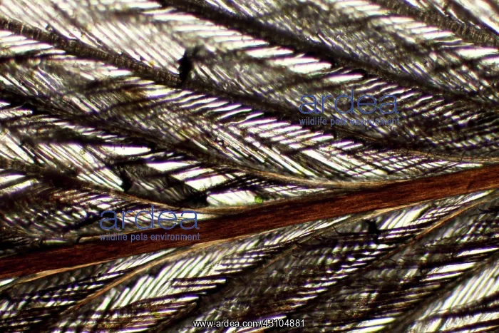: Bird feather : Bird feather
