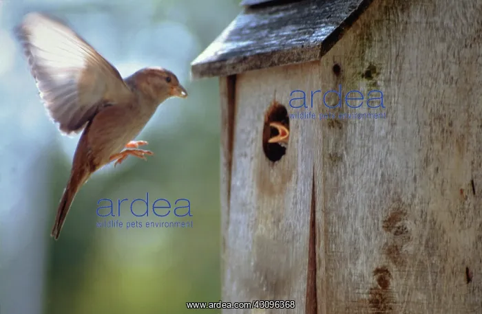 : Bird Feeds Baby : Bird Feeds Baby