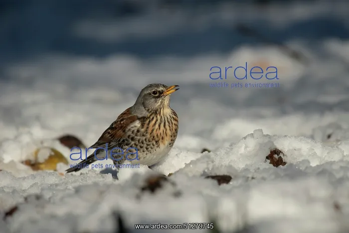 : BIRD. Fieldfare in winter snow with fallen apples : BIRD. Fieldfare in winter snow with fallen apples