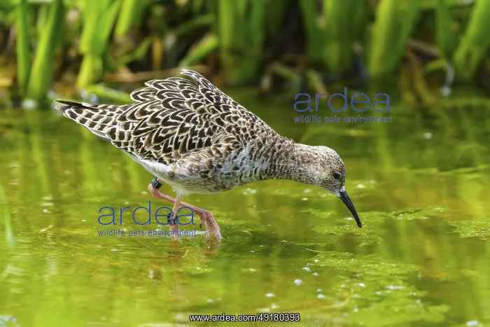 : Bird foraging in the water between green vegetation : Bird foraging in the water between green vegetation