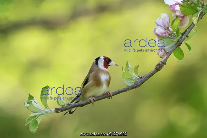 : BIRD. Goldfinch, adult, perched with apple blossom : BIRD. Goldfinch, adult, perched with apple blossom