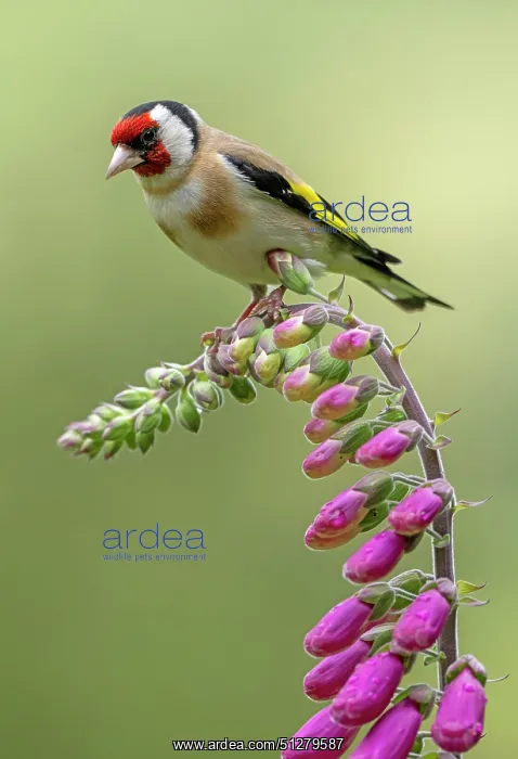 : BIRD. Goldfinch, adult, perched on a Foxglove flower : BIRD. Goldfinch, adult, perched on a Foxglove flower