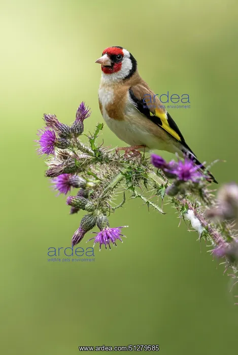 : BIRD. Goldfinch, adult, perched on a thistle : BIRD. Goldfinch, adult, perched on a thistle