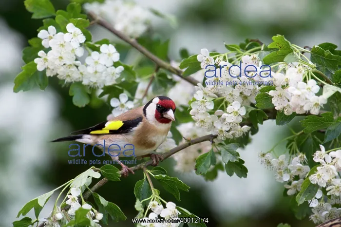 : BIRD Goldfinch in May blossom : BIRD Goldfinch in May blossom