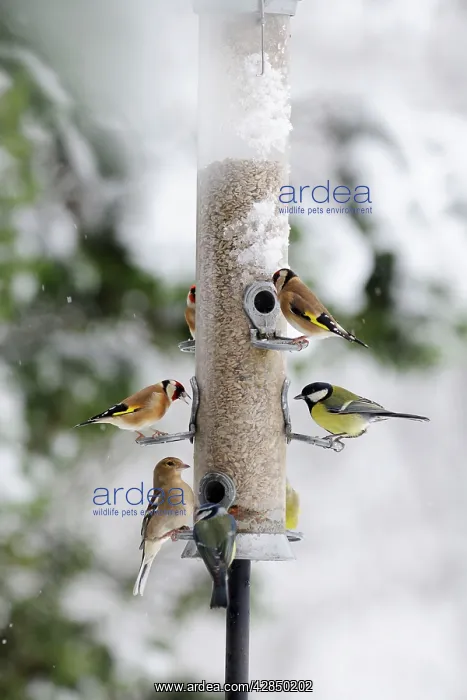 : BIRD. Goldfinchs, Chaffinch, Great tit and Blue : BIRD. Goldfinchs, Chaffinch, Great tit and Blue
