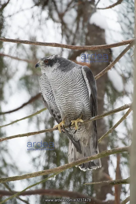 : BIRD. Goshawk : BIRD. Goshawk