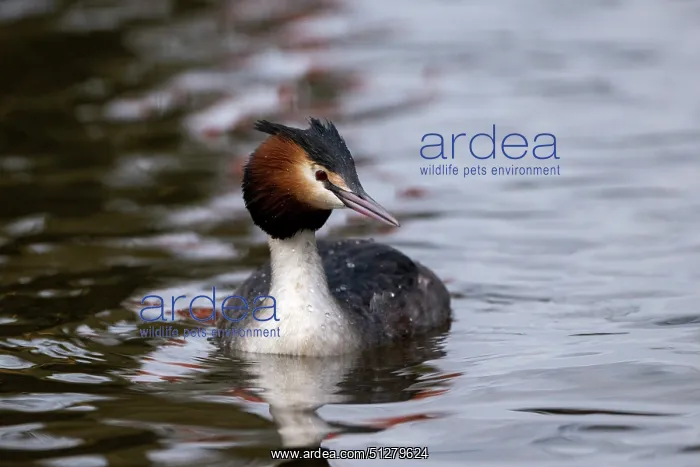 : BIRD. Great Creasted Grebe, Male : BIRD. Great Creasted Grebe, Male