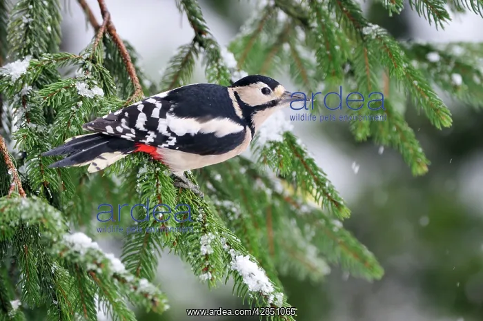 : BIRD. Great spotted woodpecker : BIRD. Great spotted woodpecker