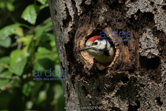 : BIRD. Great Spotted Woodpecker : BIRD. Great Spotted Woodpecker
