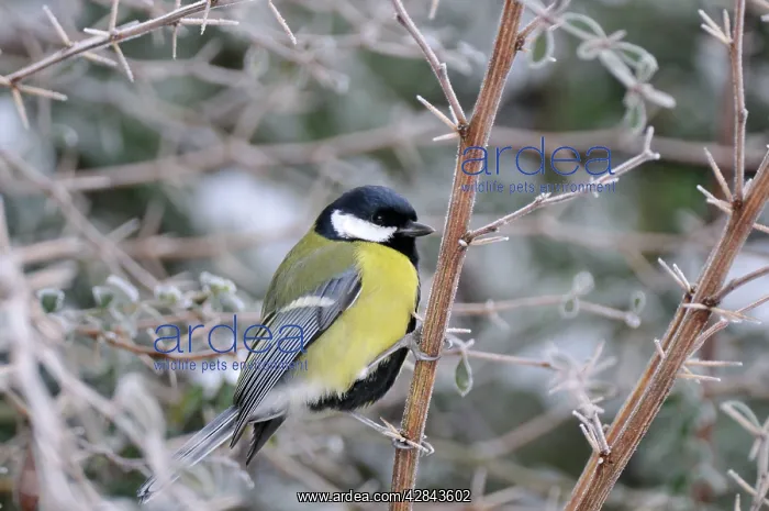 : Bird - Great Tit : Bird - Great Tit