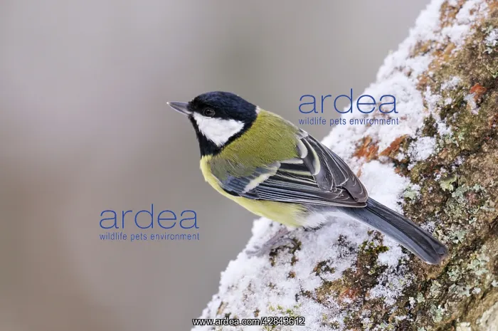 : BIRD. Great tit : BIRD. Great tit