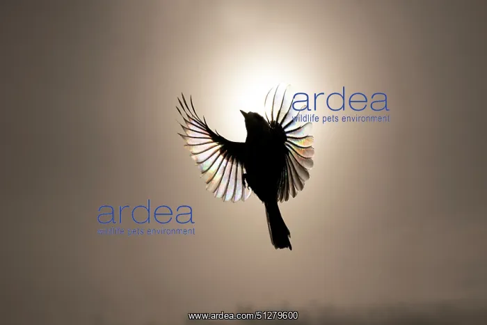 : BIRD. Great tit in flight against the sun : BIRD. Great tit in flight against the sun