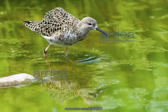 : Bird in the green reflected in calm water : Bird in the green reflected in calm water
