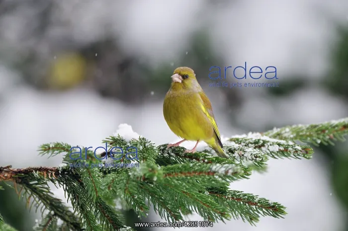 : BIRD. Greenfinch : BIRD. Greenfinch