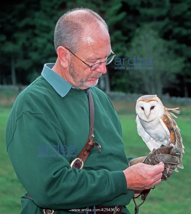 : Bird handler with Barn Owl : Bird handler with Barn Owl