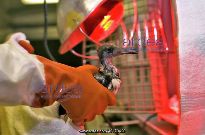 : Bird and Heat Lamp : Bird and Heat Lamp