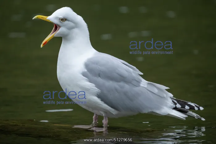 : BIRD, Herring gull standing in water calling : BIRD, Herring gull standing in water calling