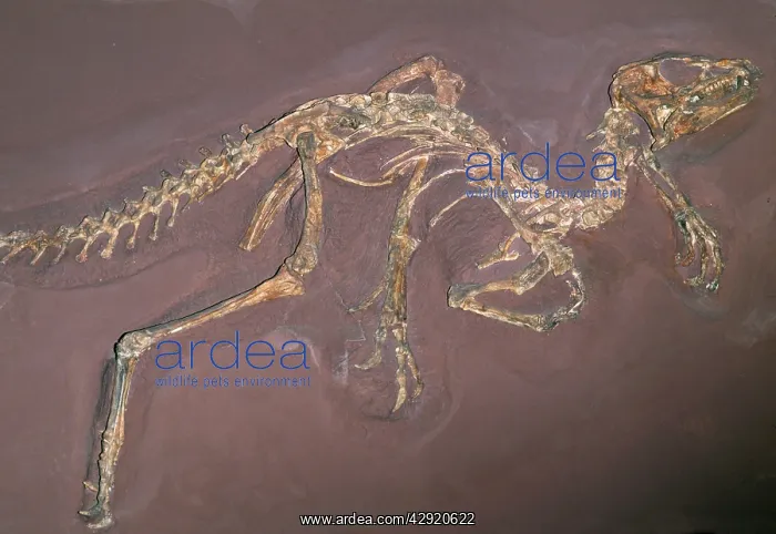 : Bird-hipped DINOSAUR, Late Triassic Period, 205 m.y.a : Bird-hipped DINOSAUR, Late Triassic Period, 205 m.y.a
