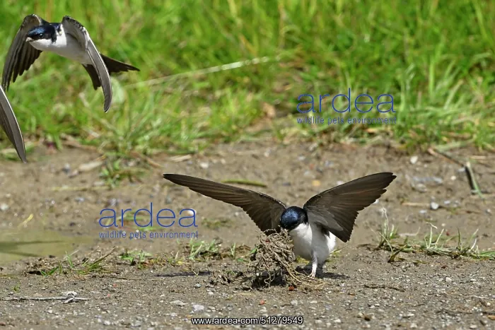 : BIRD. House Martin. collecting mud for its nest : BIRD. House Martin. collecting mud for its nest
