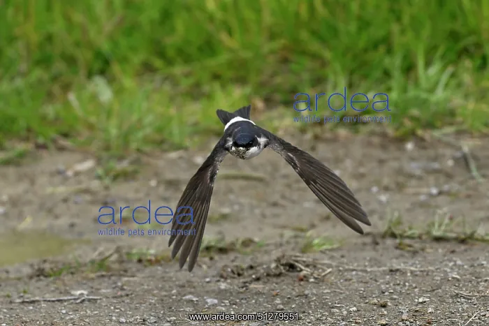 : BIRD. House Martin. collecting mud for its nest : BIRD. House Martin. collecting mud for its nest
