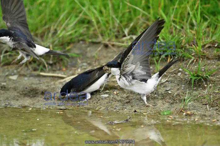 : BIRD. House Martin. collecting mud for its nest : BIRD. House Martin. collecting mud for its nest