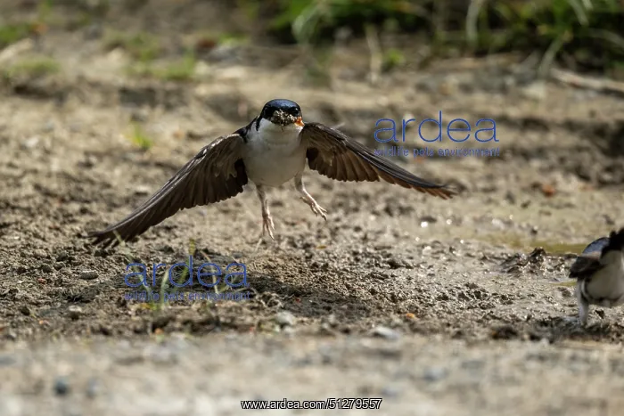 : BIRD. House Martin. collecting mud for its nest : BIRD. House Martin. collecting mud for its nest