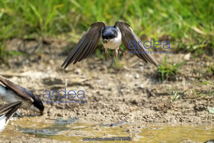  : BIRD. House Martin. collecting mud for its nest
