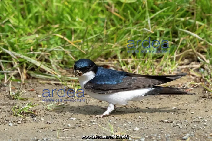 : BIRD. House Martin. collecting mud for its nest : BIRD. House Martin. collecting mud for its nest