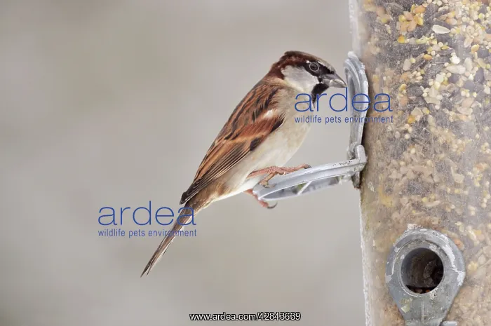 : BIRD. House Sparrow on feeder in snow : BIRD. House Sparrow on feeder in snow