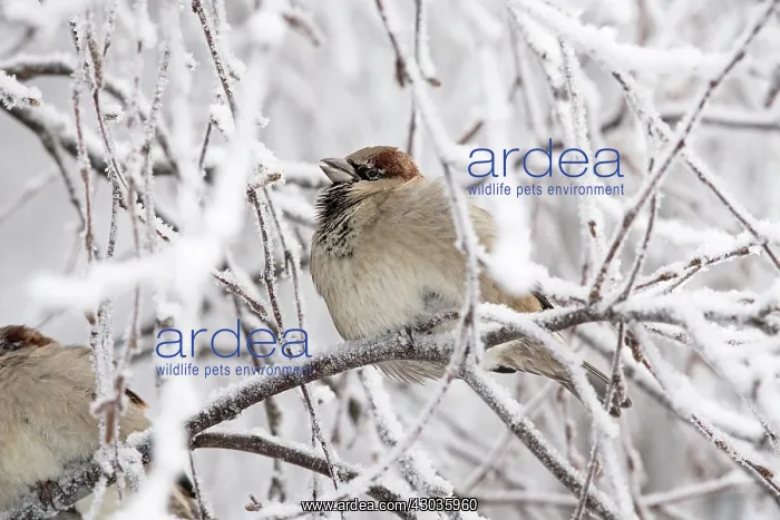 : BIRD. House Sparrow in frosty tree : BIRD. House Sparrow in frosty tree