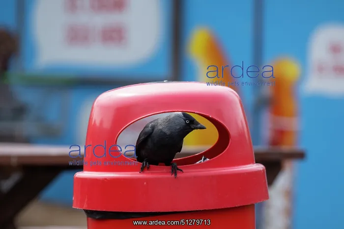 : BIRD. Jackdaw. scavanging in a rubbish bin : BIRD. Jackdaw. scavanging in a rubbish bin