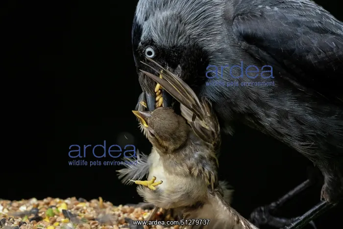 : BIRD. Jackdaw taking young sparrow from a bird table : BIRD. Jackdaw taking young sparrow from a bird table