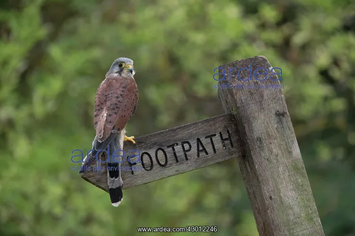  : BIRD Kestel in footpath sign post