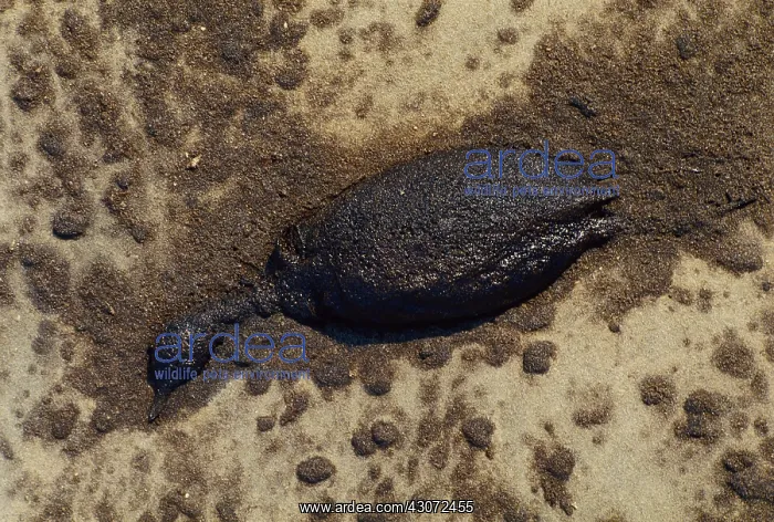 : Bird Killed by Oil Spill, Gulf War : Bird Killed by Oil Spill, Gulf War