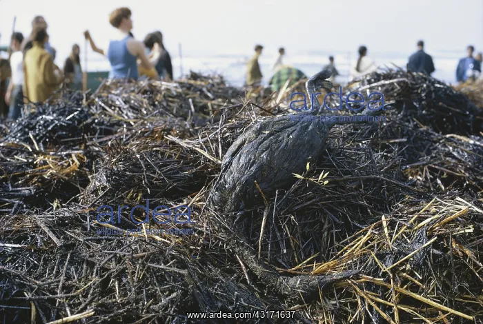 : Bird Killed by Oil Spill, San Francisco, 1971 : Bird Killed by Oil Spill, San Francisco, 1971