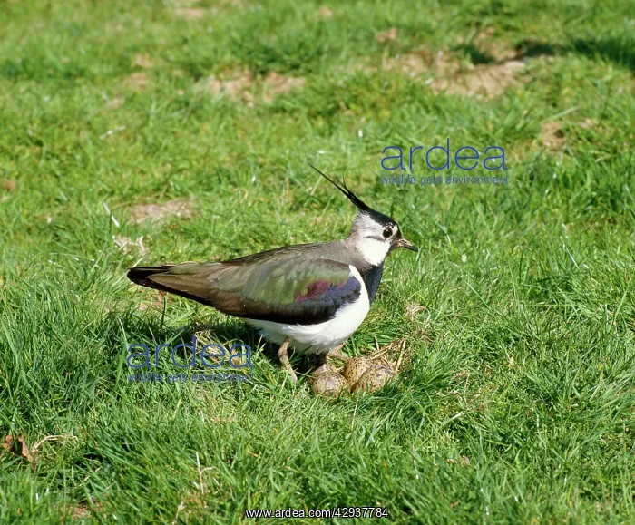  : BIRD - Lapwing at nest in April