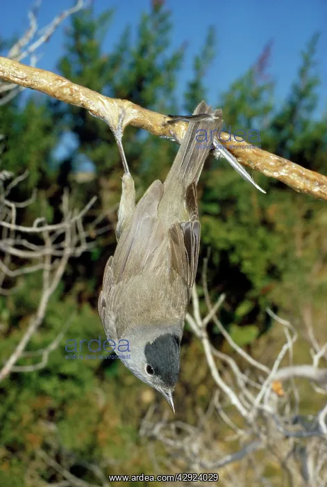 : Bird Liming - Blackcap alive on lime stick : Bird Liming - Blackcap alive on lime stick