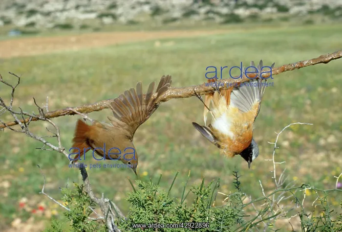 : Bird Liming - live Nightingale caught on lime stick : Bird Liming - live Nightingale caught on lime stick