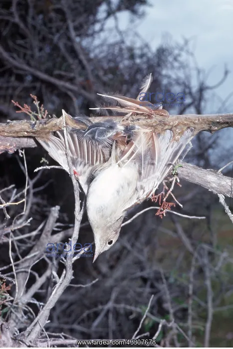 : Bird liming - Live nightingale on lime stick