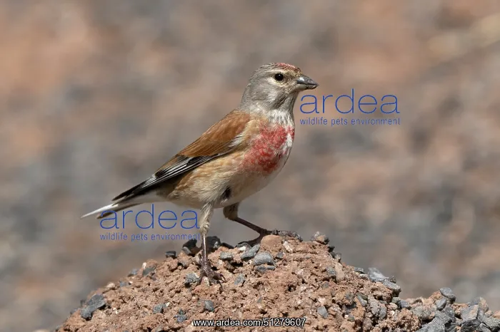 : BIRD. Linnet, Male, on road side grit pile : BIRD. Linnet, Male, on road side grit pile