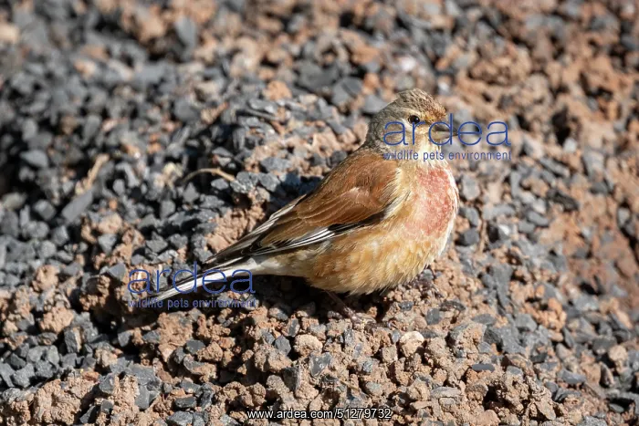 : BIRD. Linnet, Male, on road side grit pile : BIRD. Linnet, Male, on road side grit pile