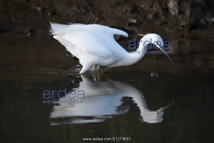 : BIRD. Little Egret, hunting in shallow water : BIRD. Little Egret, hunting in shallow water