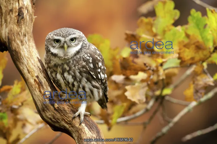 : BIRD. Little Owl, on a branch, autumn leaves, colours : BIRD. Little Owl, on a branch, autumn leaves, colours