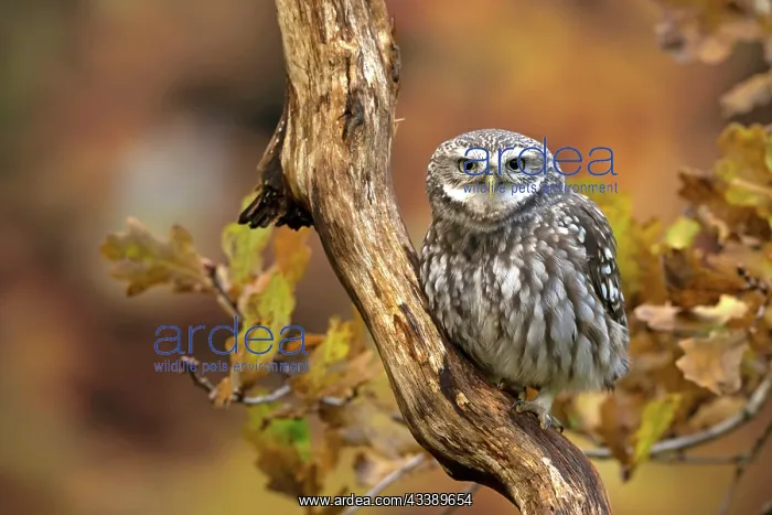 : BIRD. Little Owl, on a branch, autumn leaves, colours : BIRD. Little Owl, on a branch, autumn leaves, colours