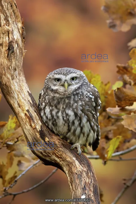 : BIRD. Little Owl, on a branch, autumn leaves, colours : BIRD. Little Owl, on a branch, autumn leaves, colours
