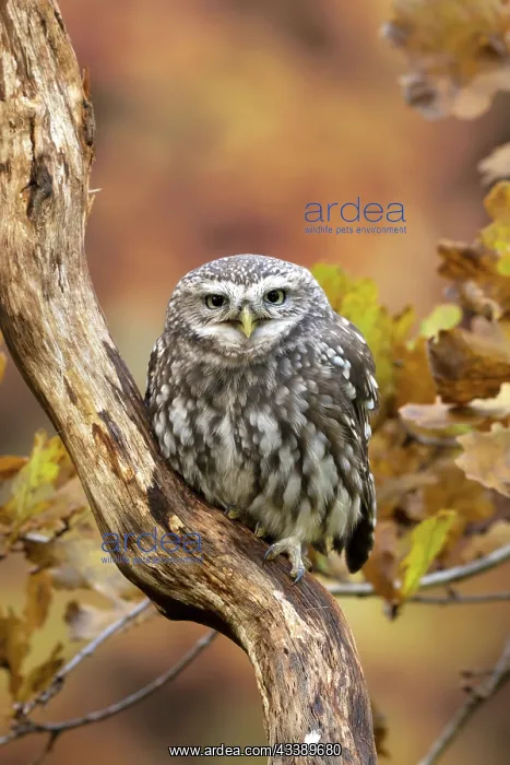 : BIRD. Little Owl, on a branch, autumn leaves, colours : BIRD. Little Owl, on a branch, autumn leaves, colours